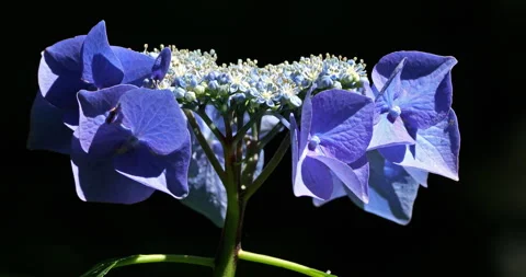 Hydrangea macrophylla, Hydrangea macrophylla . Species of flowering plant in the Stock Footage 314726004