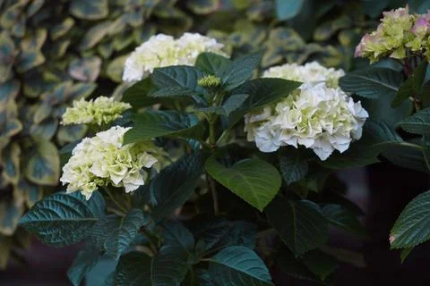 Hydrangea macrophylla 'Ice Girl' close-up Stock Photos