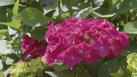 Hydrangea macrophylla inflorescence in t... | Stock Video | Pond5