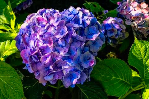 Hydrangea macrophylla known as bigleaf, mophead hydrangea Stock Photos