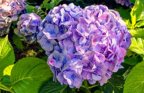 Hydrangea macrophylla known as bigleaf, mophead hydrangea Stock Photos
