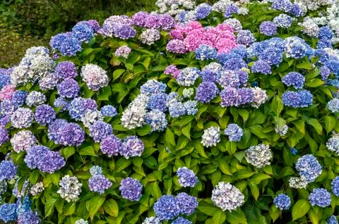 Hydrangea Macrophylla 'La Marne' Stock Photos
