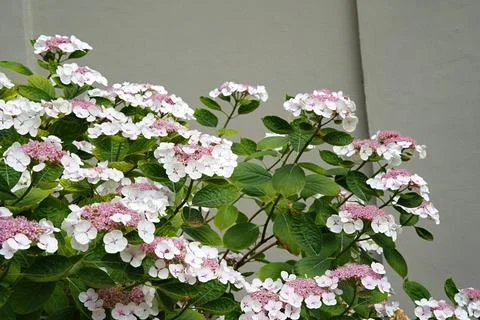Hydrangea macrophylla 'Light-O-Day' in outdoor garden, with hydrangea flowe.. Stock Photos