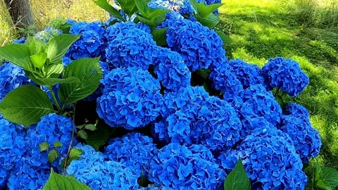 Hydrangea macrophylla or hortensia blue and purple flowers in the garden Stock Footage 231900540