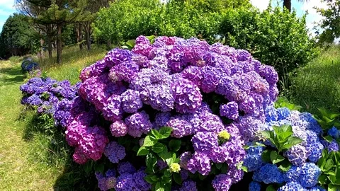 Hydrangea macrophylla or hortensia light purple abundant flowers in the garden Stock Footage 231928993