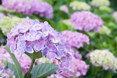 Hydrangea macrophylla Foto stock