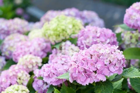 Hydrangea macrophylla Stock Photos