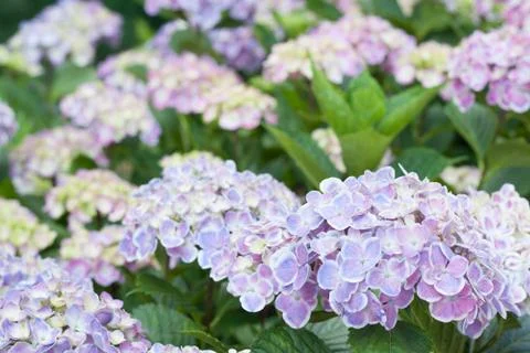 Hydrangea macrophylla Stock Photos