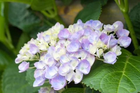 Hydrangea macrophylla Stock Photos