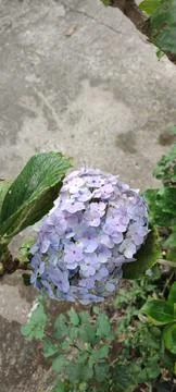 Hydrangea macrophylla Stock Photos