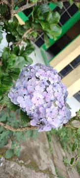 Hydrangea macrophylla 库存照片