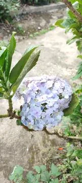 Hydrangea macrophylla Stock Photos