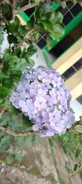 Hydrangea macrophylla 库存照片