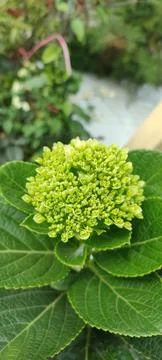 Hydrangea macrophylla 库存照片