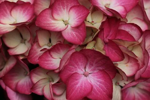 Hydrangea macrophylla Stock Photos