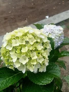 Hydrangea macrophylla Stock Photos