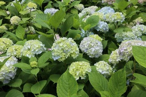 Hydrangea macrophylla Stock Photos