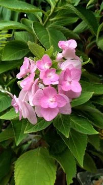 Hydrangea macrophylla Stock Photos