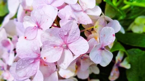 Hydrangea macrophylla. Pink blooming hydrangea. Hortensia flowers. Stock Photos