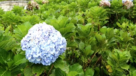 Hydrangea macrophylla plant. 動画素材 228669704