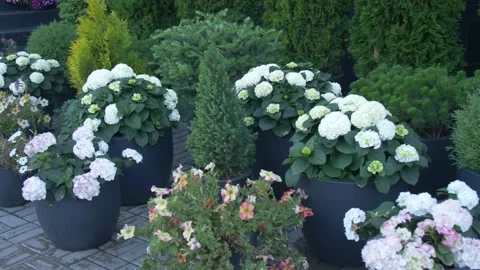 Hydrangea Macrophylla in a Pot Stock Footage 134286239