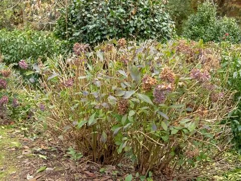 Hydrangea macrophylla pruned shrub in the autumn. Stock Photos
