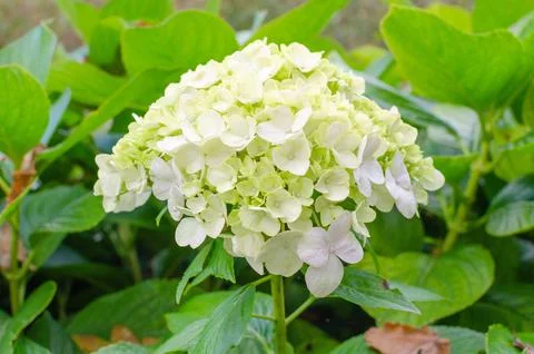 Hydrangea macrophylla Schneeball blooming white and green in autumn in botany Stock Photos