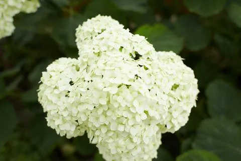 The Hydrangea macrophylla which it bloomed in early summer Foto stock