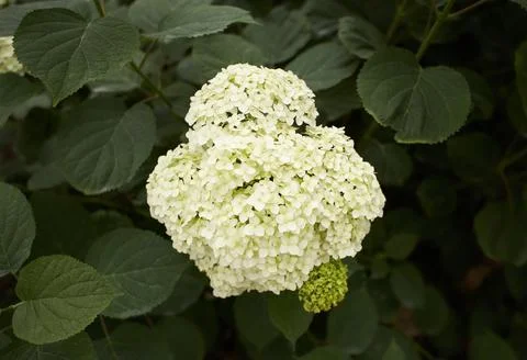 The Hydrangea macrophylla which it bloomed in early summer Stock Photos