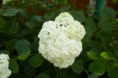 The Hydrangea macrophylla which it bloomed in early summer Foto stock