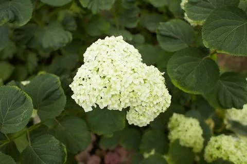 The Hydrangea macrophylla which it bloomed in early summer Stock Photos
