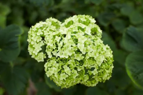 The Hydrangea macrophylla which it bloomed in early summer Stock Photos
