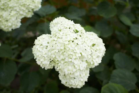 The Hydrangea macrophylla which it bloomed in early summer Foto stock