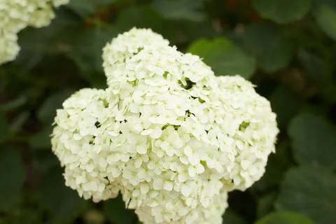 The Hydrangea macrophylla which it bloomed in early summer Stock Photos