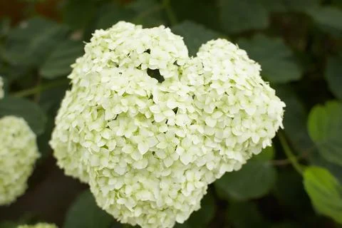 The Hydrangea macrophylla which it bloomed in early summer Stock Photos