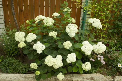 The Hydrangea macrophylla which it bloomed in early summer Foto stock