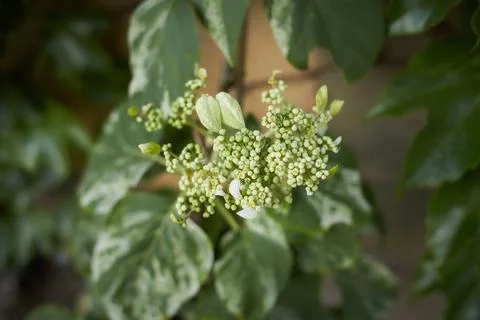 The Hydrangea macrophylla which it bloomed in early summer 스톡 사진