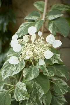 The Hydrangea macrophylla which it bloomed in early summer Foto stock