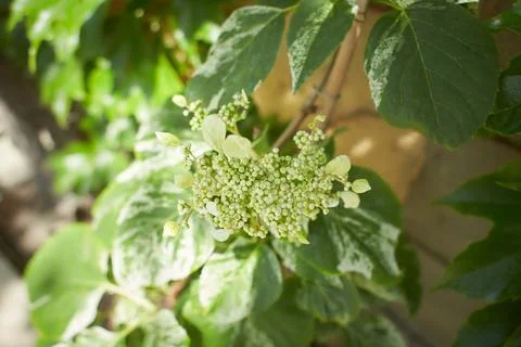 The Hydrangea macrophylla which it bloomed Foto stock