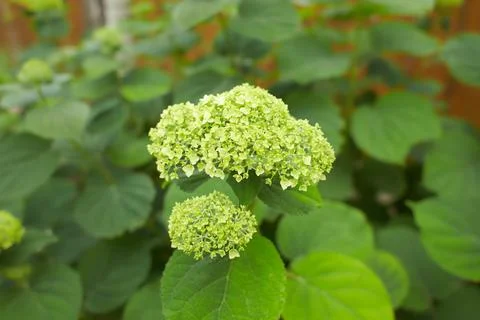 The Hydrangea macrophylla which it bloomed Foto stock