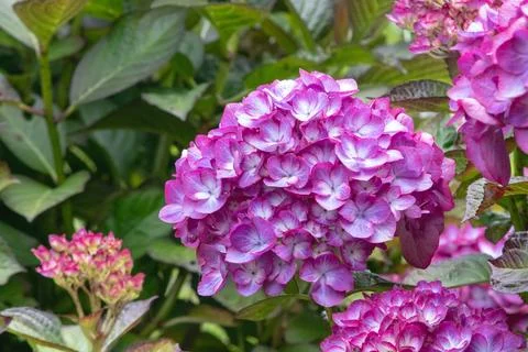 Hydrangea macrophylla white flowers with purple margins Stock Photos