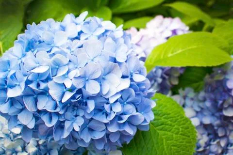 Hydrangea opuloides 写真素材