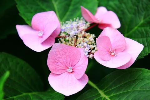 Hydrangea or Big-leaf Hyrdangea flowers blooming in the garden Stock Photos