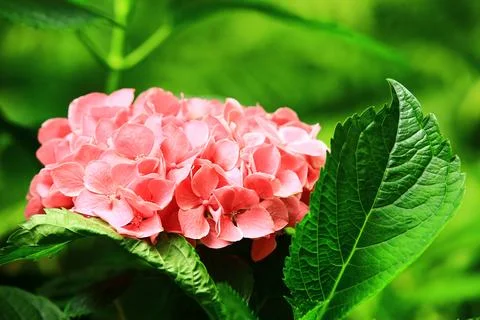 Hydrangea or Big-leaf Hyrdangea flowers blooming in the garden Stock Photos