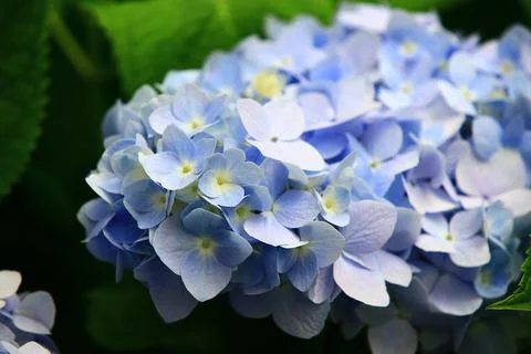 Hydrangea or Big-leaf Hyrdangea flowers blooming in the garden Stock Photos