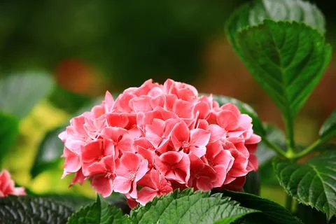 Hydrangea or Big-leaf Hyrdangea flowers blooming in the garden Stock Photos