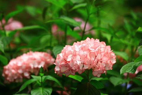 Hydrangea or Big-leaf Hyrdangea flowers blooming in the garden Stock Photos