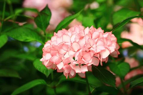 Hydrangea or Big-leaf Hyrdangea flowers blooming in the garden Stock Photos