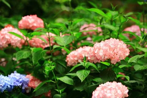 Hydrangea or Big-leaf Hyrdangea flowers blooming in the garden Stock Photos