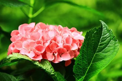 Hydrangea or Big-leaf Hyrdangea flowers blooming in the garden Stock Photos
